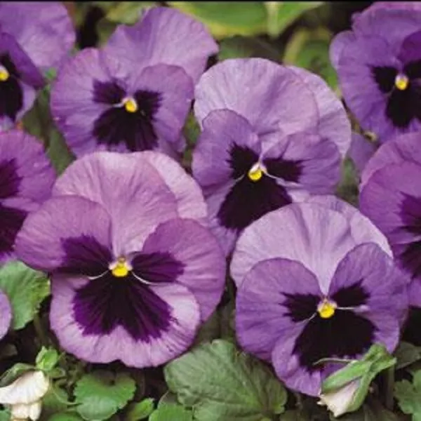 Pansy Seeds Pansy Matrix Ocean 25 Seeds Extra Large Flowers Fresh Garden - £9.19 GBP