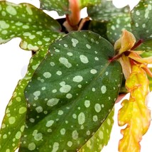 Mini Angel Wing Medora 2 inch Cane Polkadot Begonia Tiny Pixie Plant - £14.59 GBP