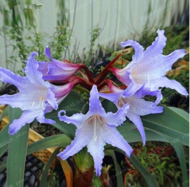 Hippeastrum Rutilum Bulb Color: 12 - $20.99