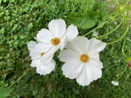 40 PURITY COSMOS SEEDS NON GMO HEIRLOOM - $2.45