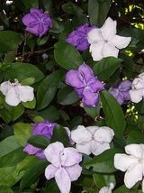 20 Blue Brunfelsia Flower Seeds for Garden - $12.00