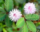 Shameplant (Touch-Me-Not) 50 Pure Authentic Seeds, Mimosa Pudica Organic - $6.58