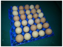 6 - CHICKEN EGG TRAYS for Incubator Storage Cleaning Holds 30 eggs - $52.63