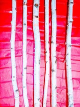 6 thin birch poles 4ft. rustic holiday decor from northern mn. special occasions - £47.30 GBP