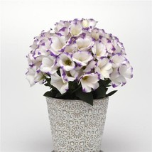 Floral Lisianthus Sapphire Blue Chip 25 Pelleted Flower Fresh Seeds USA Seller - £13.32 GBP