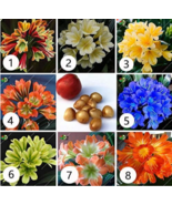 Clivia Potted Plants Beautiful Flower Home Seed Garden Flower Potted Flower - $146.40 MXN