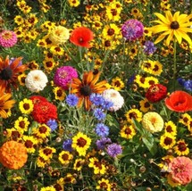USA Non GMO 350 Seeds Wildflower Mix Easy Care Children’S Blend Gardening With K - £7.01 GBP