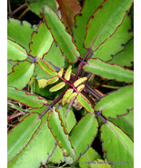 3 Kalanchoe Pinnata Plants Miracle Leaf Air Bryophyllum Pinnatum 4 Inch ... - $1,425.13 MXN