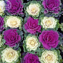 Kale Brassica Oleracea Ornamental Cabbage Seeds 30 seeds professional pack hardy - £6.27 GBP