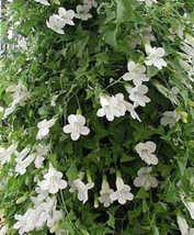 Fresh Bridal Bouquet Vining Snapdragon 20 Seeds Vine US Seller - $19.98