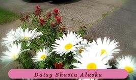 600 Seeds Daisy Shasta Alaska Perennial White Vibrant Colors - $39.10 MXN