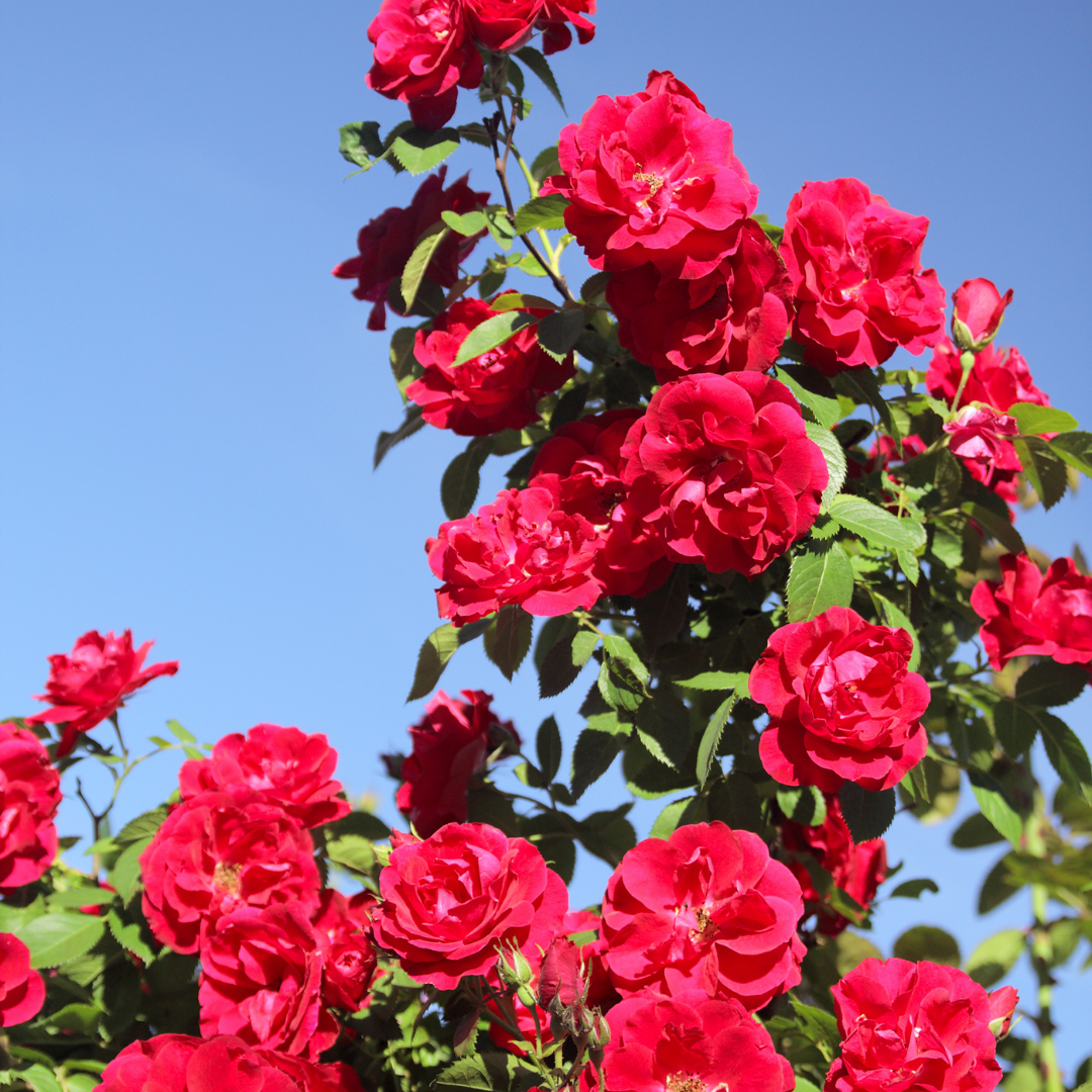Rose 'Paul's Scarlet' (Climbing) Hardy Shrub Bonsai 100 PCS Seeds ...