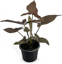 Syngonium Rosado Pink Schott By Leal Plants Ecuador | Variegated Rare Plants - £15.84 GBP
