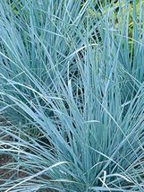 Love Grass Blue (Eragrostis Elliotii) 25 Seeds - £6.38 GBP