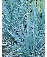 Love Grass Blue (Eragrostis Elliotii) 25 Seeds - $7.98