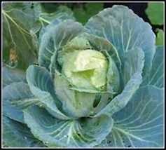 SEPTH Cabbage Seed, Golden Acre, Heirloom, Non Gmo, 100 Seeds, Cabage - £3.46 GBP