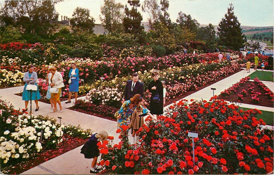 Chrome Postcard CA F555 Pageant Roses Garden Rose Hills Memorial Park Wh... - $3.47