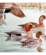 Widgeon Baldpate And Teal Duck 1936 Bird Art Lithograph Color Plate Prin... - $24.99