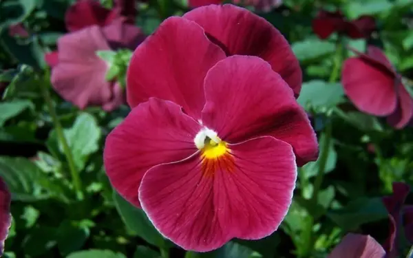 50 Pansy Seeds Delta Pure Rose - $13.00