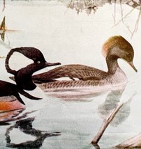 Hooded Merganser Waterfowl 1936 Bird Art Lithograph Color Plate Print DW... - £19.86 GBP