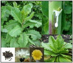 True Wild/Opium Lettuce Seeds - Lactuca virosa - £4.48 GBP