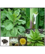True Wild/Opium Lettuce Seeds - Lactuca virosa - $5.68+