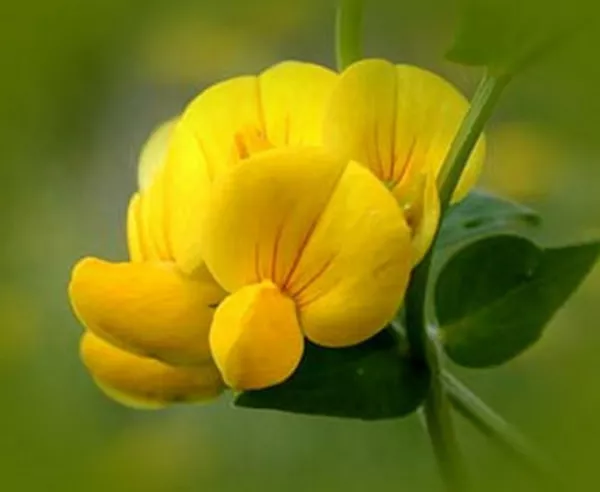 Bird&#39;S Foot Trefoil-00 Seeds Fresh - £6.05 GBP