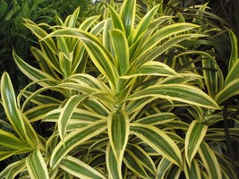 SALE 3 Dracaena reflexa Variegata Song of India Tropical House Plant cuttings - £9.39 GBP