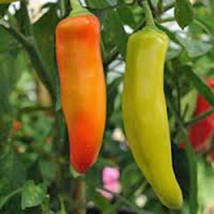 Pepper Seed, Spicy Hungarian Yellow Wax, Heirloom, Organic, Non GMO,100+ Seeds - £4.66 GBP