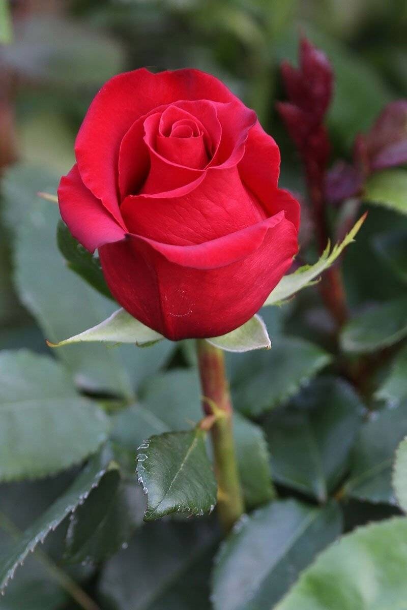 Red roses seeds -20seeds - code 006 Item image 5