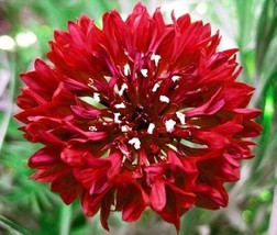 50 CDark Red Bachelor&#39;s Button Flower Flowers Annual Seeds - $297.41 MXN