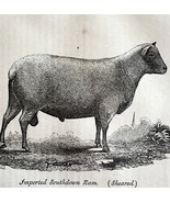 Imported South Down Ram Sheared 1863 Victorian Agriculture Animals Art D... - €42,79 EUR
