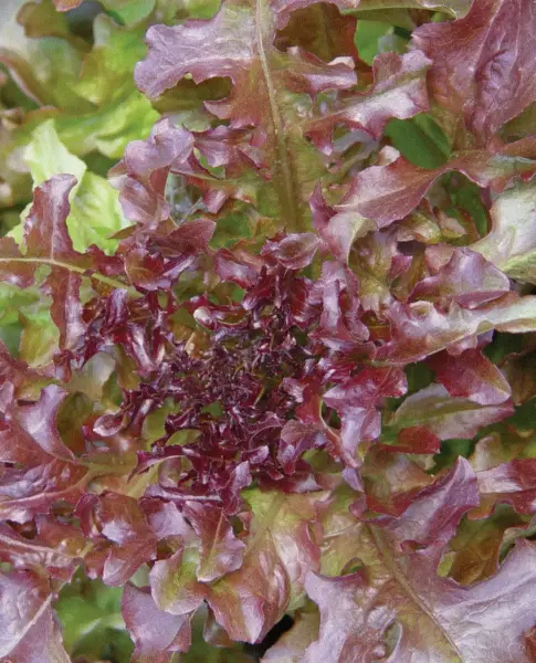 Fresh Lettuce Red Leaf Salad Bowl 300+ Organic Seed Non Gmo Heirloom Usa Garden - £5.49 GBP