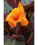 CANNA AFRICAN SUNSET Aquatic Pond lLive Plant  FREE SHIPPING !!! FREE SH... - $399.35 MXN