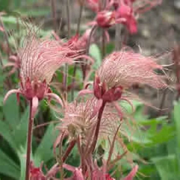 prairie smoke Geum Triflorum unusual pink flower 10 seeds - £5.27 GBP