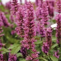 TH 50 Seeds Rose Mint Hyssop Agastache Flower Seeds  Perennial - £12.05 GBP