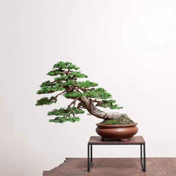 Fresh Hinoki Cypress Bonsai Tree Seeds 50 Seeds To Grow Evergreen Bonsai Tree Sh - £15.21 GBP