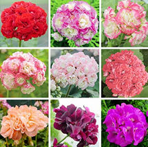 Geranium Bonsai Apple Blossom Rosebud Pelargonium Hortorum Perennial Flower Hard - $8.24