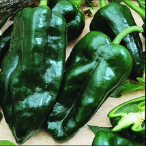 Pepper Ancho Grande Chile 50-55 Fresh Organic Seeds Best Chili Powder - £7.83 GBP