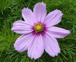 SEED- Crazy for Cosmos? Grow a Stunning Garden Oasis with Vibrant Bloom!... - €3,14 EUR+