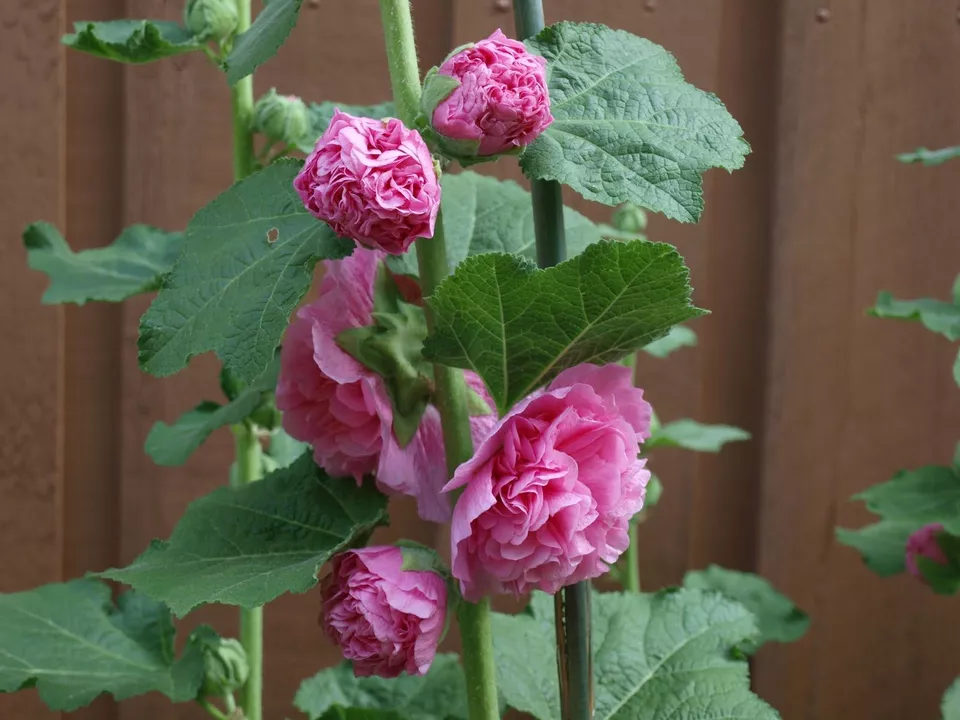 40 Seeds Hollyhock Pink Chaters Double Alcea Rosea 6 Ft Perennial Flower - £7.72 GBP