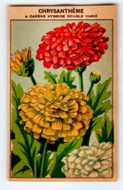 1920&#39;s Flower Art Print CHRYSANTHEME Lithograph Original Vintage For See... - £10.09 GBP