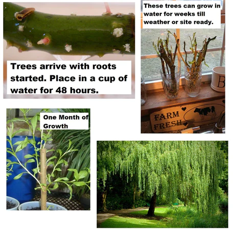 16 Weeping Willow Tree Cuttings - Beautiful Arching Canopy  - £20.76 GBP