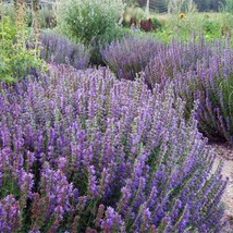 FA Store 200 Seeds Hyssop Purple Giant Agastache Perennial Blue Licorice Attract - £7.94 GBP