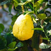 10 Citron Seeds Citrus Medica Fragrant Flowering Evergreen Fruit Tree Etrog Lemo - £12.81 GBP