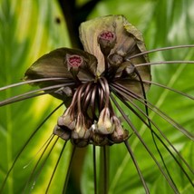 Best Black Bat Flower Plant / Tacca chantrieri / Live Plant - £23.89 GBP