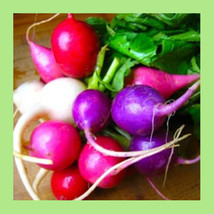 Radish Easter Egg Blend Colorful Radish Mix 180 Seeds  From US - $6.50