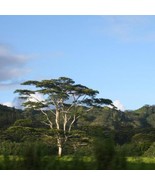 20 Albizia falcataria Seeds  , Moluccan albizia Seeds - $130.59 MXN