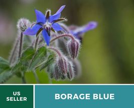 100 Borage Blue Seeds Borago officinalis Heirloom Culinary &amp; Medicinal Herb - £12.63 GBP