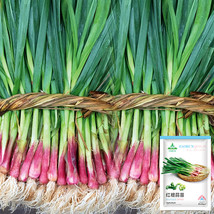 Red Root Leek Seeds Garden USA Seller - $20.00